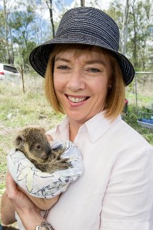 Grandchester Koala Merryn York