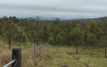 Koala habitat continues to flourish