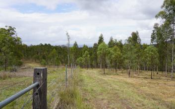 Grandchester koala habitat