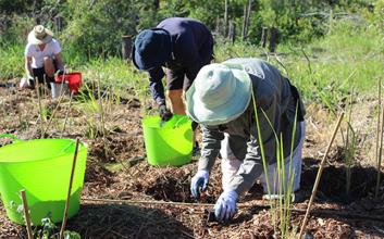 Wishart revegetation volunteers planting